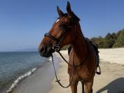 Selle français 11 ans