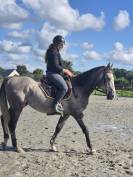 A vendre Pur sang 4 ans hongre