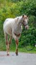 Poulain Appaloosa 2024