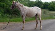 Poulain Appaloosa 2024