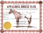 Poulain Appaloosa 2024