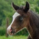 Pouliche Appaloosa 2025