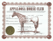 Pouliche Appaloosa 2025