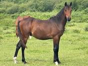 futur Poney D de 2024