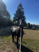 Juments 3 ans petit prix 