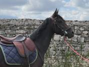 Entier pur sang arabe 