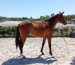 Jument SF de 2 ans (3 ans en 2026)