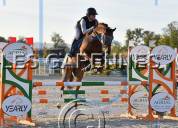 Yegua Anglo-Arabe En venta 2020 Alazán por Cyrano C