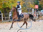 Yegua Anglo-Arabe En venta 2020 Alazán por Cyrano C