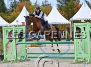 Yegua Anglo-Arabe En venta 2020 Alazán por Cyrano C