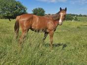 Pouliche anglo arabe