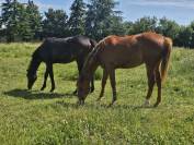 Pouliche anglo arabe