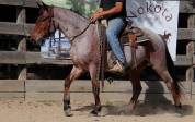 Hongre Nokota Horse 4 ans 