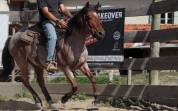 Hongre Nokota Horse 4 ans 