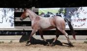 Hongre Nokota Horse 4 ans 