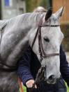 Jument Grise 6ans