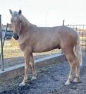 Potro PRE Perlino de 27 meses
