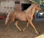 Potro PRE Perlino de 27 meses