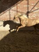 Potro PRE Perlino de 27 meses