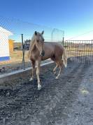 Potro PRE Perlino de 27 meses