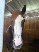 Cavalla paint 6 anni 