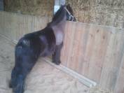 cherche Palefrenier dans l'Eure Dpt 27 de suite 