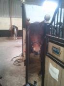 cherche Palefrenier dans l'Eure Dpt 27 de suite 