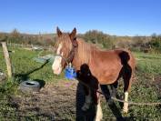 Poulain Trait Breton