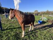 Poulain Trait Breton