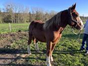 Poulain Trait Breton