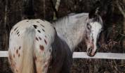 Hongre OC Appaloosa 5 ans 