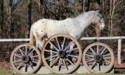 Hongre OC Appaloosa 5 ans 