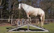 Hongre OC Appaloosa 5 ans 