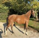 Touchouss del tondou m&acirc;le 2 ans 