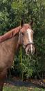 Cheval de 3 ans ?