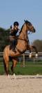 Jument akhal-teke 9 ans