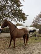 À vendre - Selle Français de 12 ans, 172