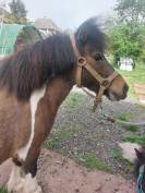 Ponette pleine et suitée 