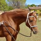 Poulain splash double enregistrement DSA et Quarab