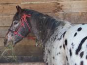 appaloosa 5 ans