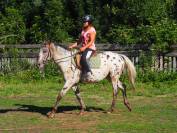 appaloosa 5 ans