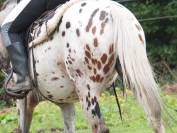 appaloosa 5 ans