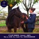 Merrie Autre Que Pur-Sang (Geen volbloed) Te koop 2018 Donker bruin / bai