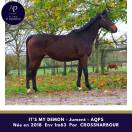 Merrie Autre Que Pur-Sang (Geen volbloed) Te koop 2018 Donker bruin / bai