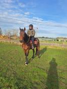 Magnifique hongre 7ans super gentil