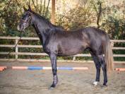 Très joli hongre 4 ans