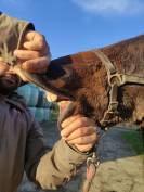Opportunité : grande pouliche de sport