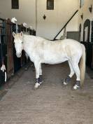 Camargue disponible à la vente 