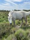 Camargue disponible à la vente 