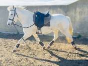 Camargue disponible à la vente 